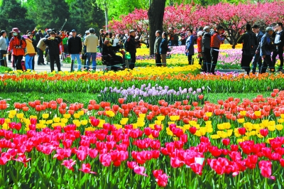 北京植物園鬱金香進入最佳觀賞期