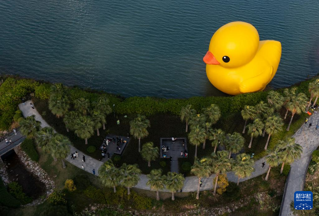 “大黄鸭”遨游深圳湾_fororder_特写