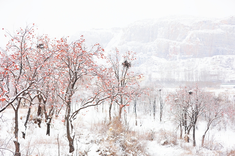 保定市满城区开展“‘双争’有我 文明相伴”乐享冬季旅游活动_fororder_雪后的满城柿子林 摄影 张丽娟