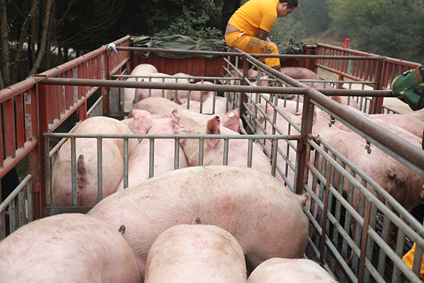 泸州合江：生猪出栏迎高峰 保障市场供应需求_fororder_将生猪装车运往各地