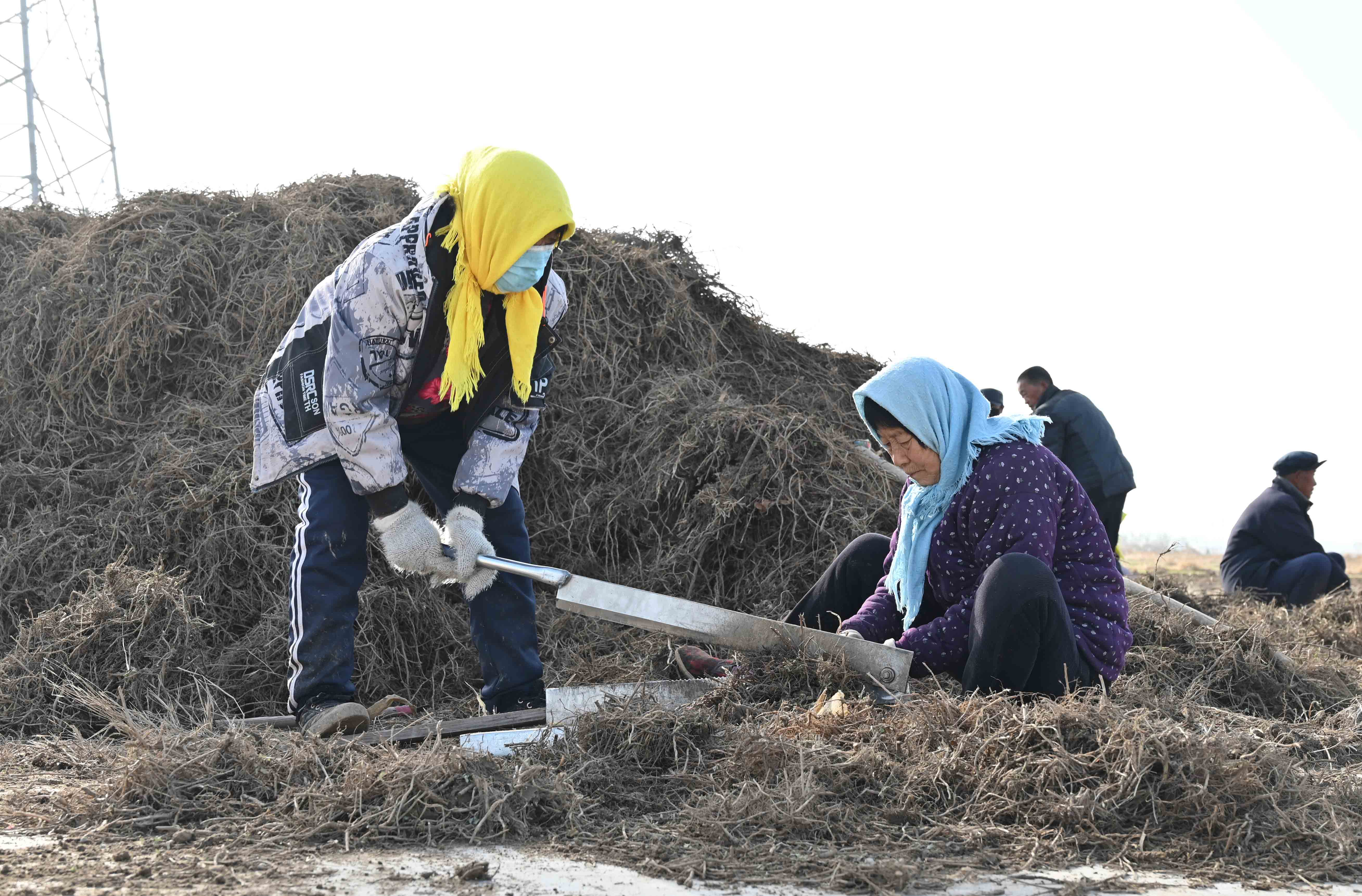 河北盐山：发展中草药种植 助力乡村振兴_fororder_图片7
