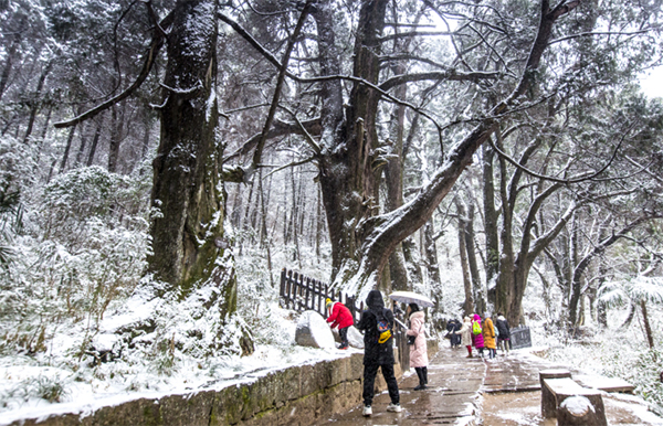 图集｜世界奇观翠云廊 银装素裹分外美_fororder_未标题-8