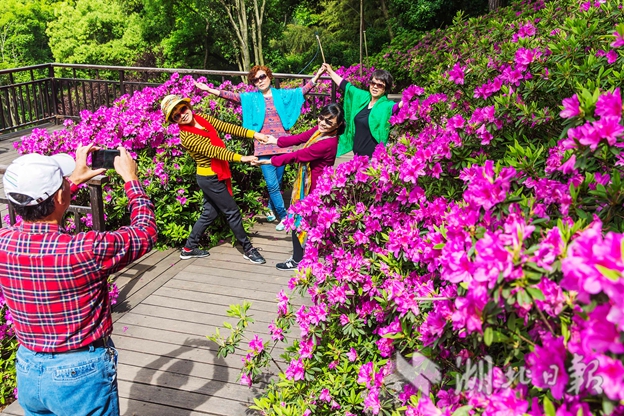 【汽车旅游】东湖磨山杜鹃园花开正盛