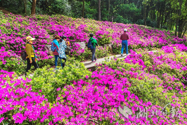 【汽車旅遊】東湖磨山杜鵑園花開正盛