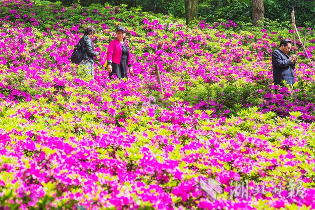 【汽車旅遊】東湖磨山杜鵑園花開正盛