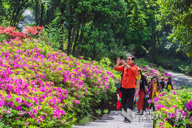 【汽車旅遊】東湖磨山杜鵑園花開正盛