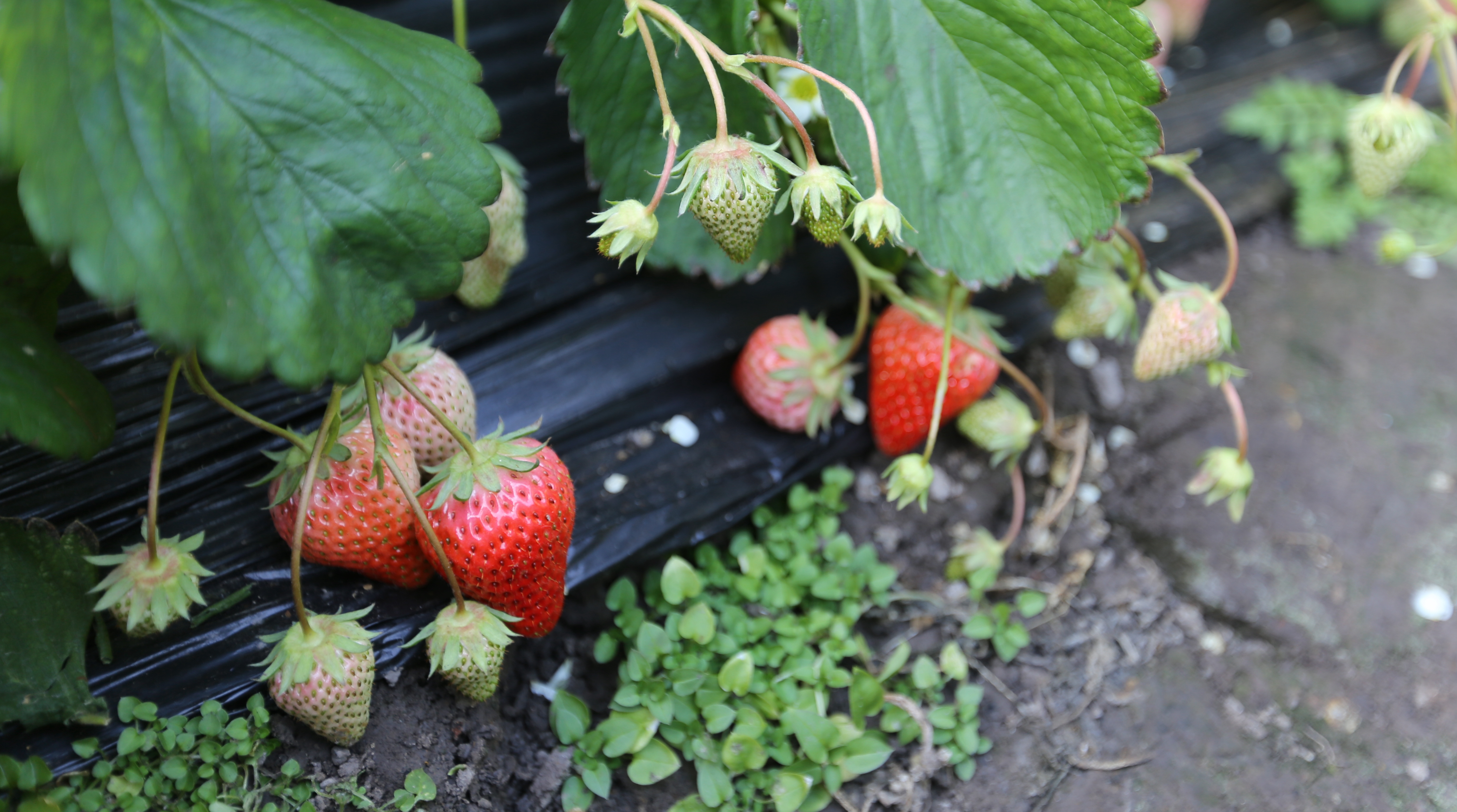 山西太原晋源区花塔村迎来“莓”好采摘季_fororder_微信图片_20231228172041