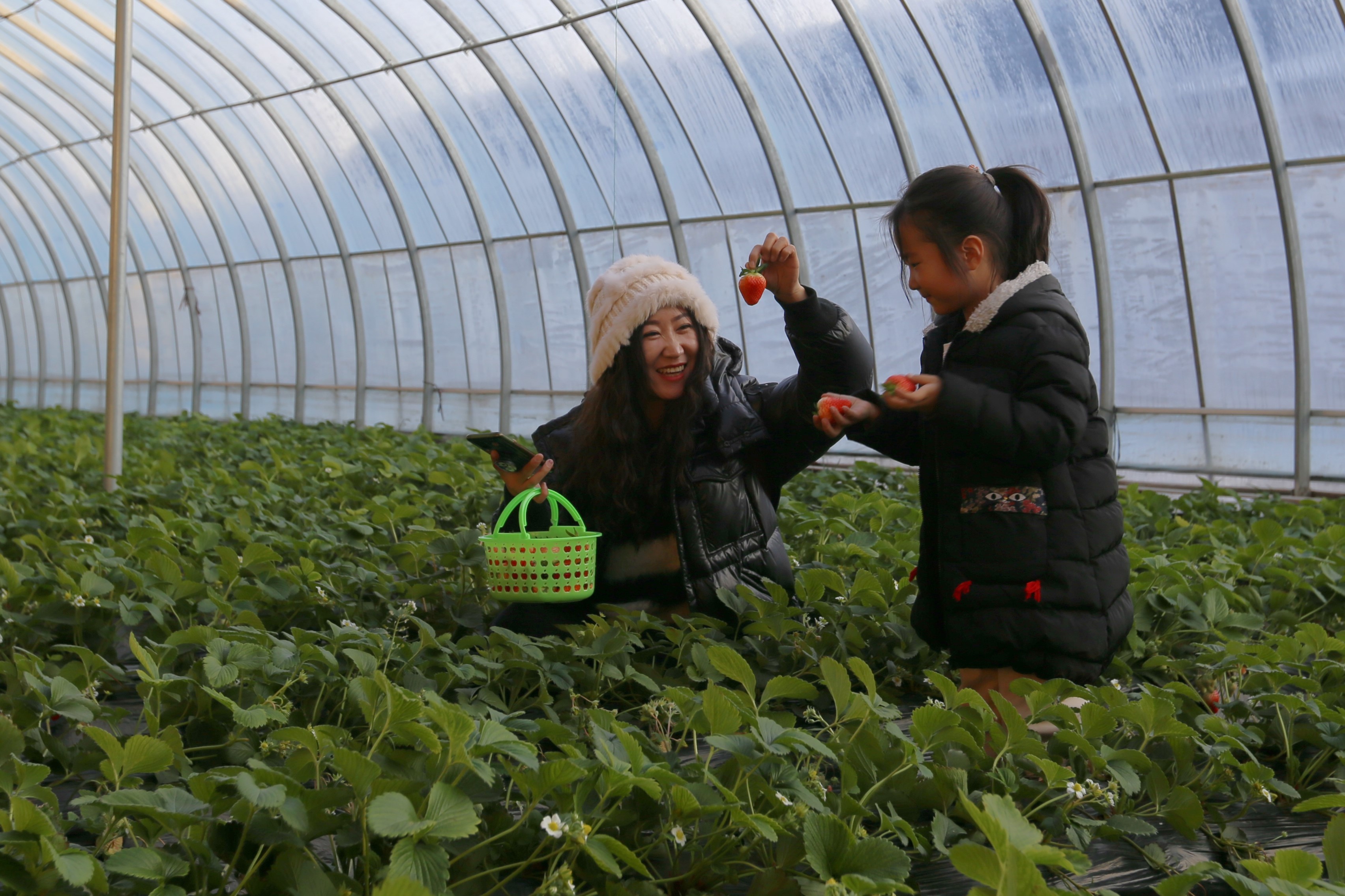 山西太原晋源区花塔村迎来“莓”好采摘季_fororder_微信图片_20231228172112