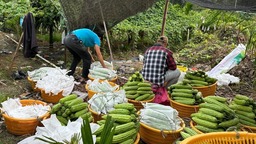 海南三亞：冬春季瓜菜收穫忙