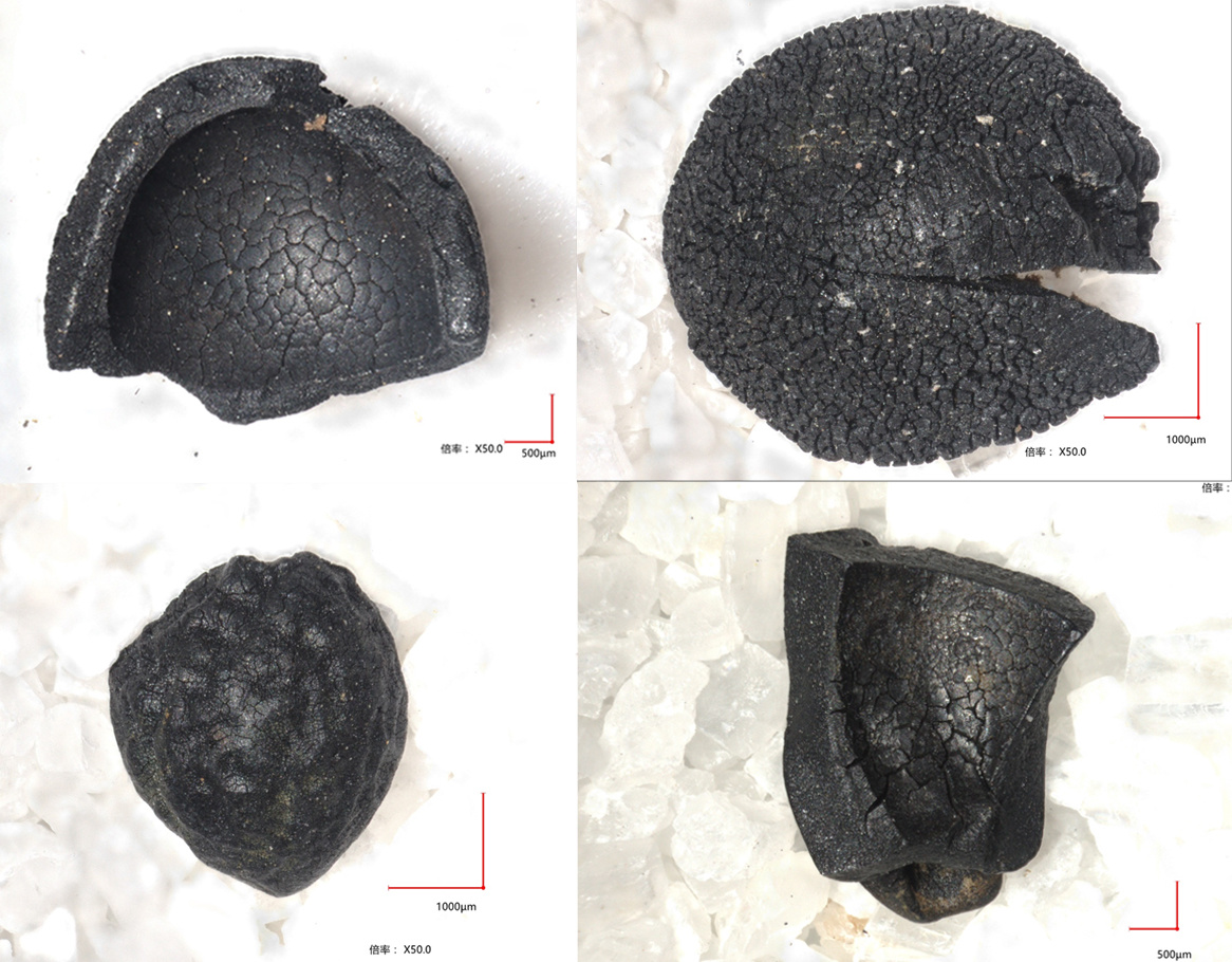 （转载）揭秘：资阳濛溪河遗址为何入选中国六大考古新发现