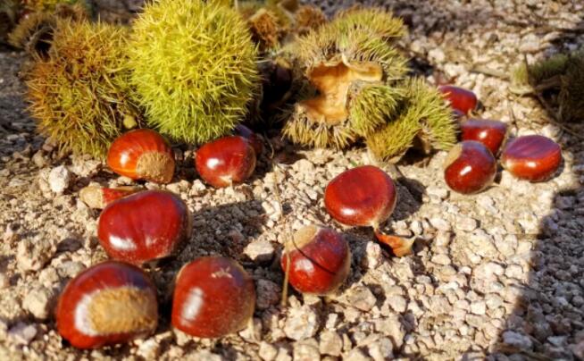 青龙板栗在“旅发大会”获奖