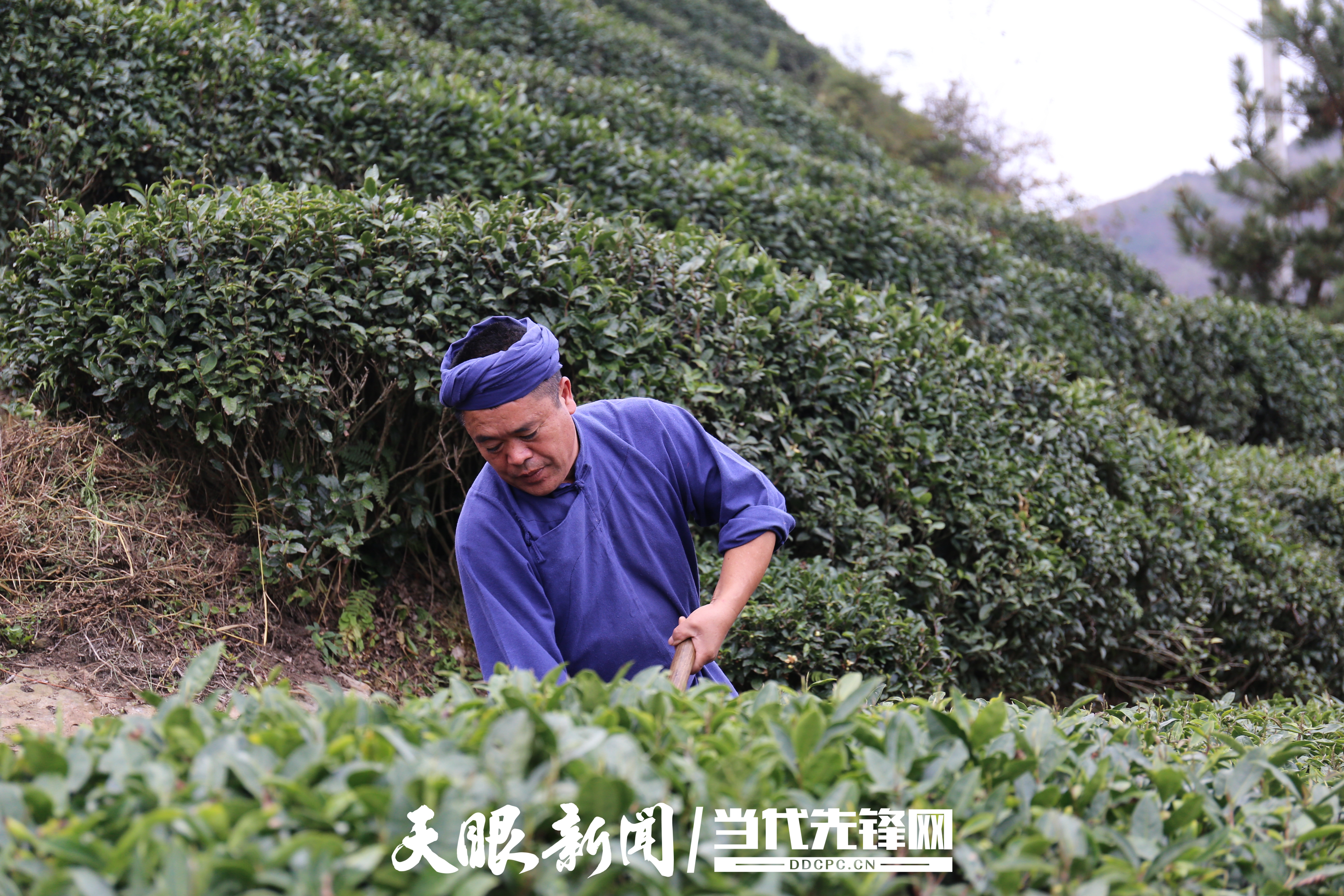 “三茶+”融合发展 贵州稳居全国茶产业第一方阵！