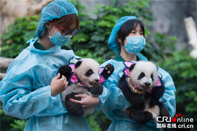 澳门大熊猫宝宝百日庆祝活动气氛热烈