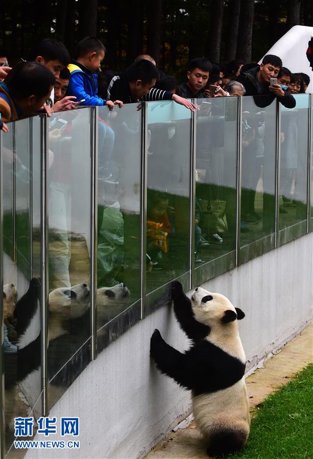 大熊猫“卖萌”度国庆