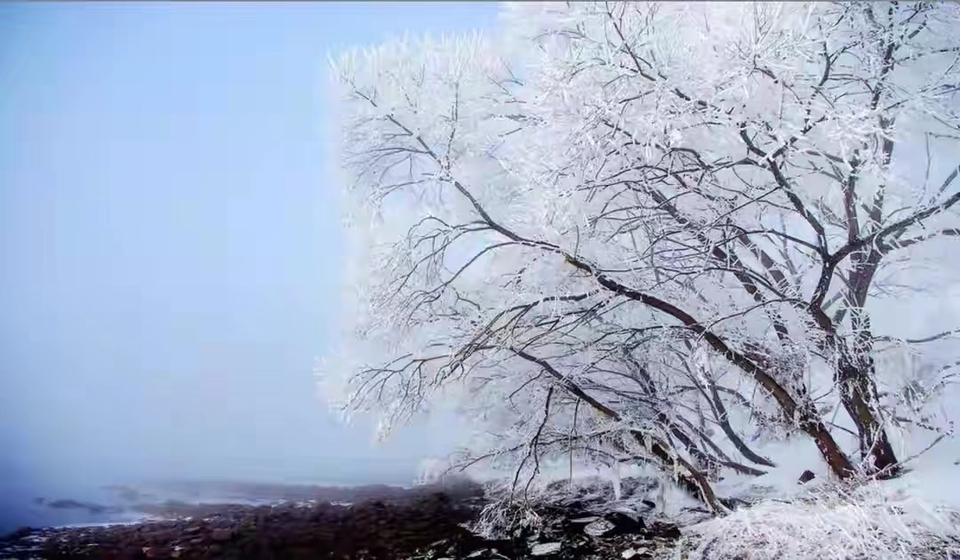 玉樹冰花，限時美景！冬日的霧凇谷竟然呈現出了夢幻美景！_fororder_微信圖片_20240103145650