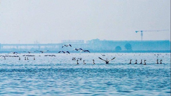 退养还湿 引来珍稀鸟类！武汉涨渡湖入列全国首批陆生野生动物重要栖息地