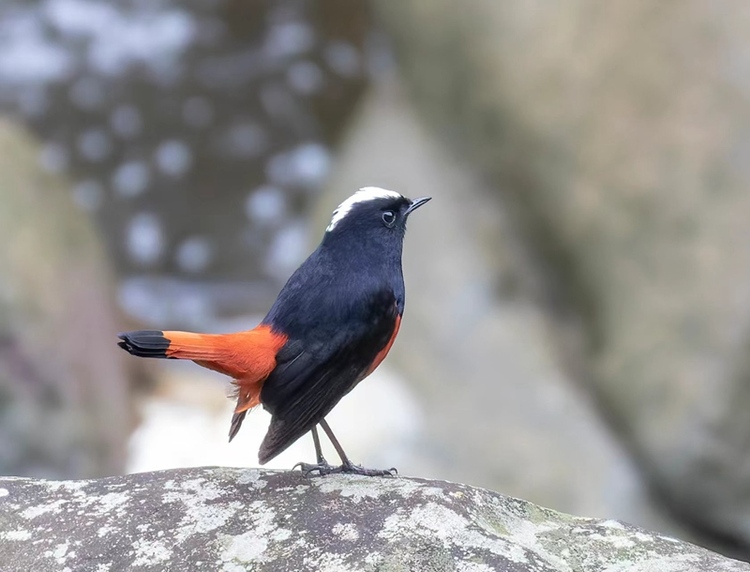 贵州省长江上游珍稀特有鱼类国家级自然保护区（赤水段）发现国家重点保护鸟类14种