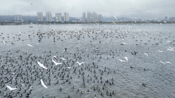 廈門：馬鑾灣生態三島巢暖引鳥競來棲
