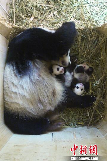 奧地利維也納美泉宮動物園為大熊貓寶寶公開徵名