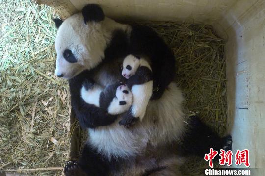 奧地利維也納美泉宮動物園為大熊貓寶寶公開徵名