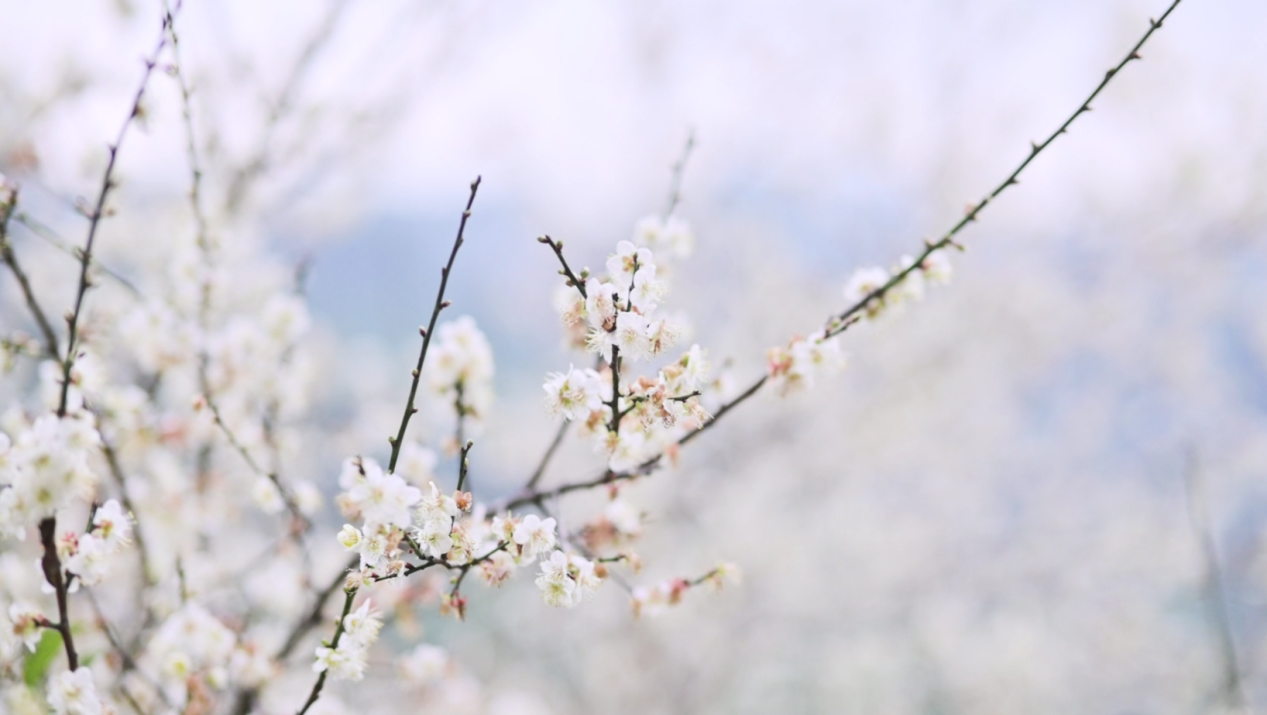 广西大新：万亩青梅花开 南方“雪景”大片上线_fororder_图片6