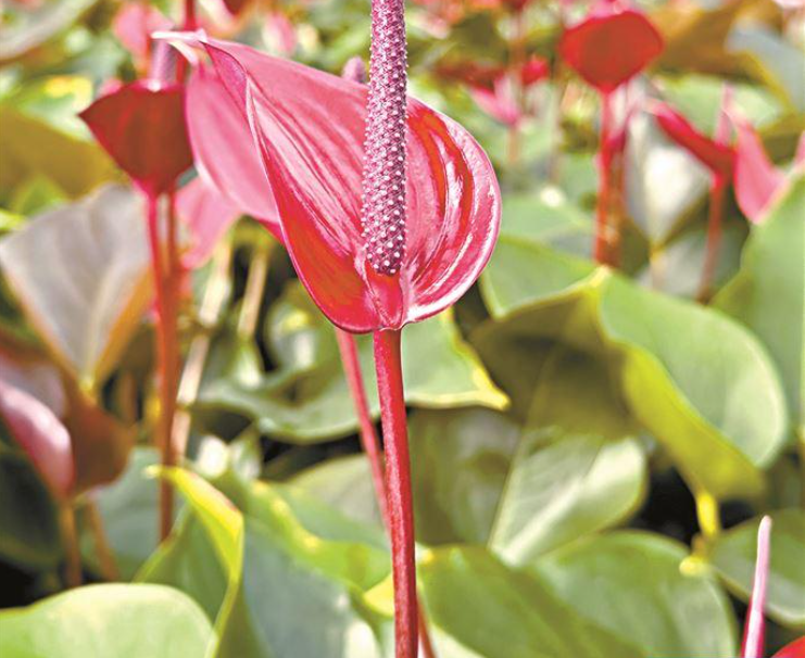 成为年轻人“梦中情花” 广州红掌走了二十年_fororder_紫云