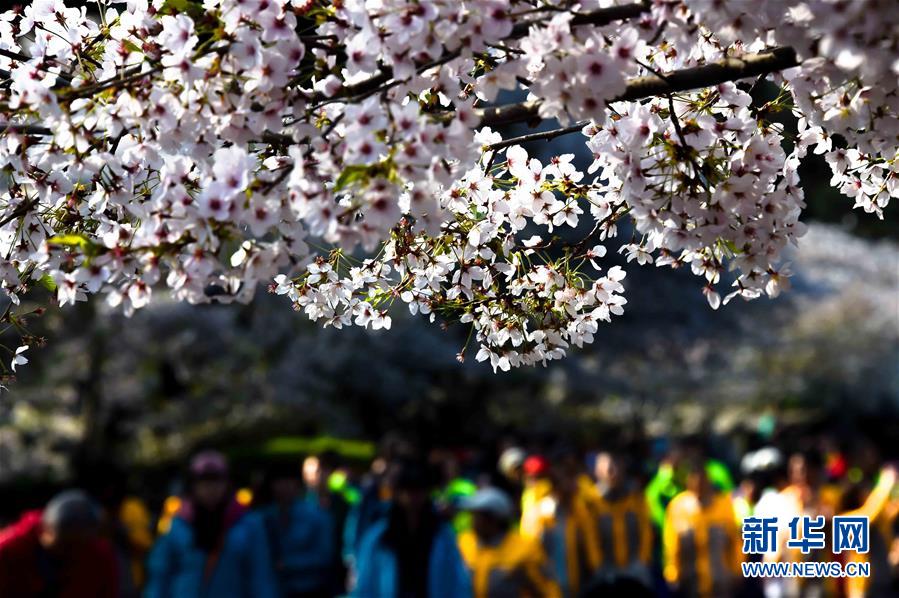 青岛赏花会启幕