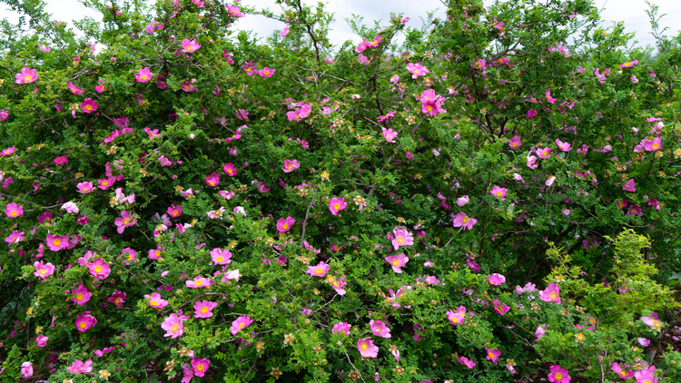 育好一顆“金果果” 點燃增收“新引擎”——貴州初好農業科技開發有限公司高品質發展觀察