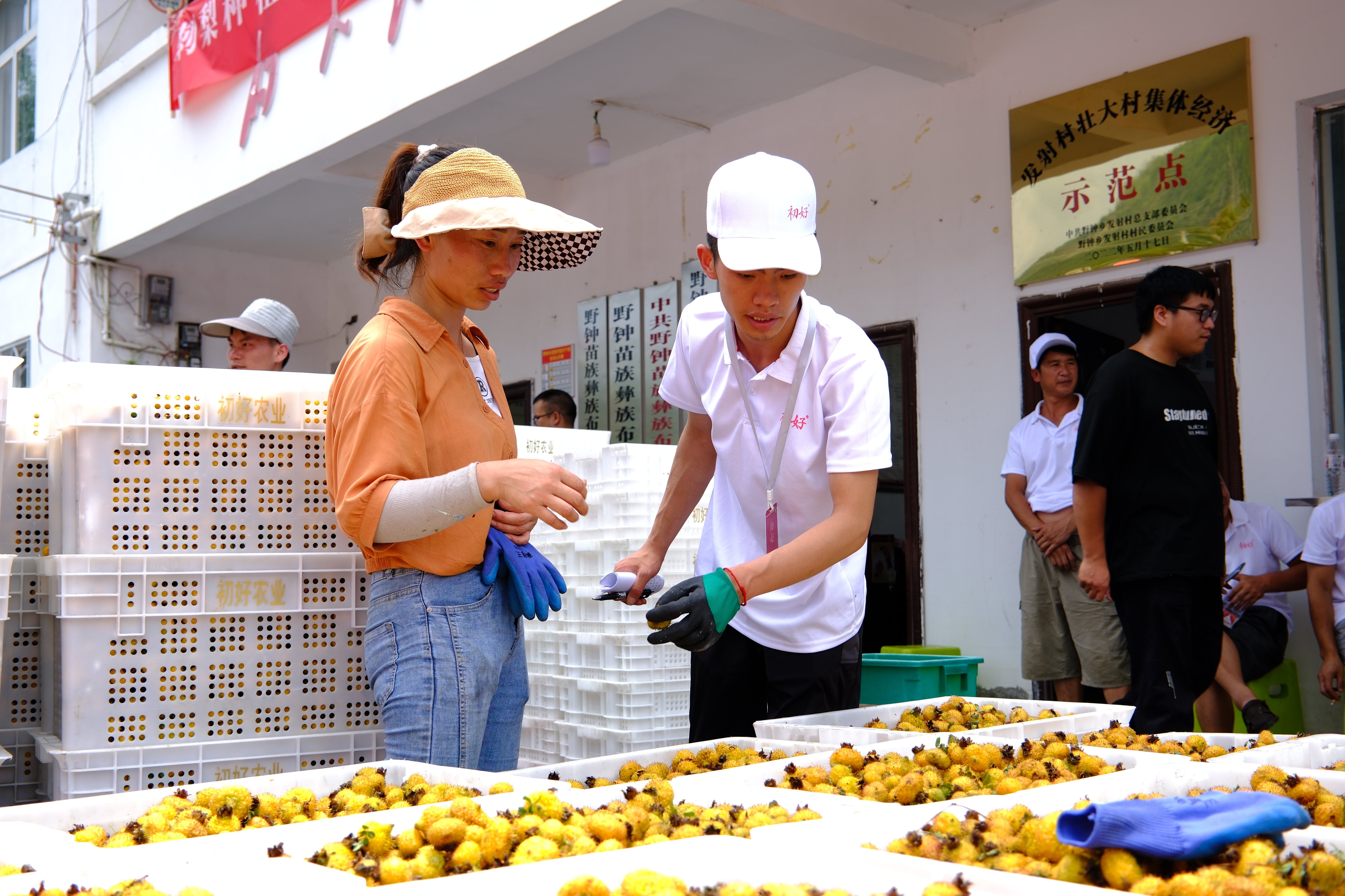 育好一顆“金果果” 點燃增收“新引擎”——貴州初好農業科技開發有限公司高品質發展觀察