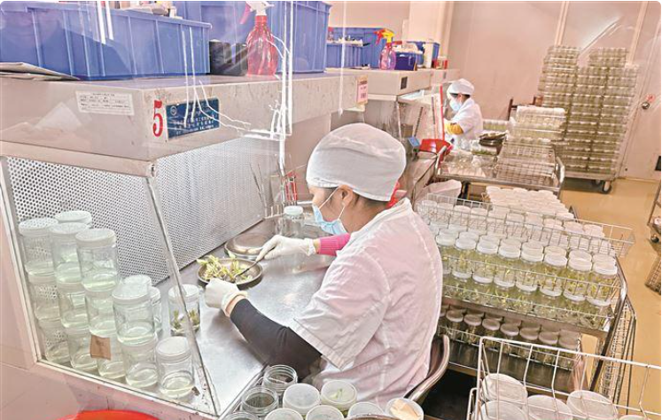 成为年轻人“梦中情花” 广州红掌走了二十年_fororder_研发