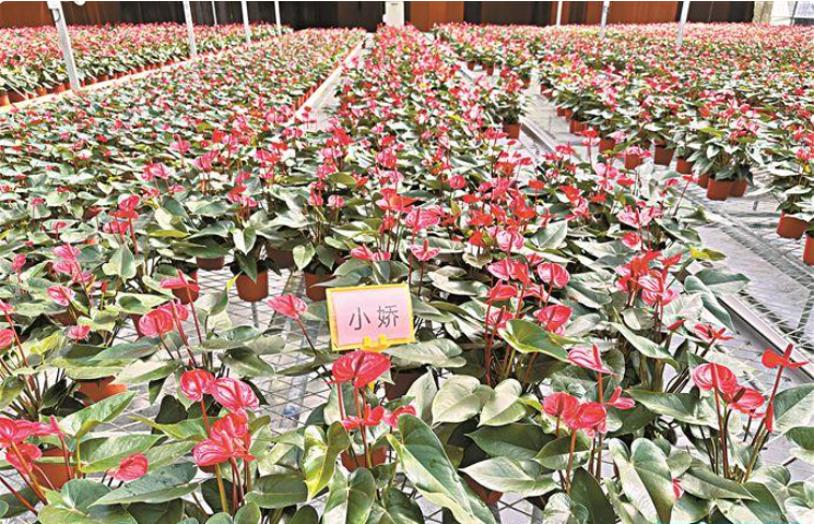 成为年轻人“梦中情花” 广州红掌走了二十年_fororder_小娇