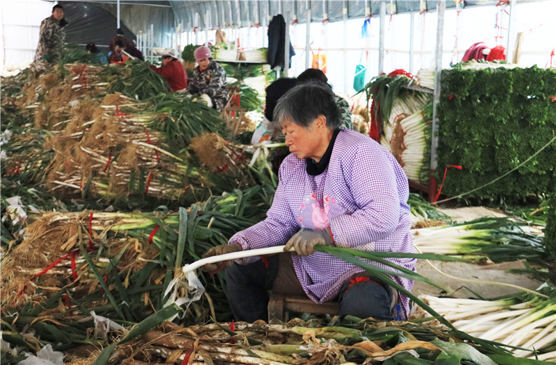 南陽新野：農民致富“蔥”滿希望_fororder_農民利用設備對鋼蔥去皮 攝影 王小軍.JPG