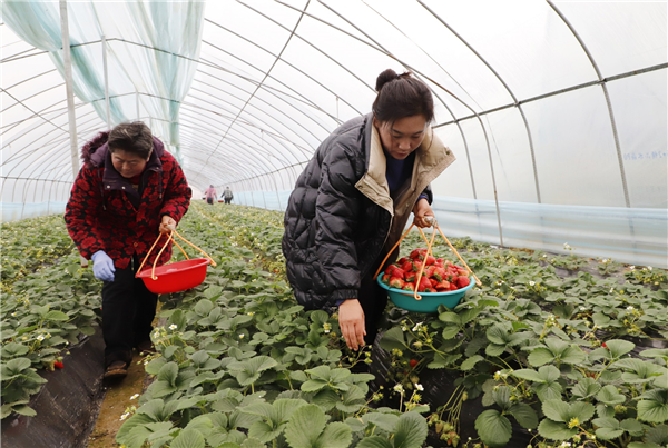 鮮紅草莓實現樊城徐堤村民“莓”好生活_fororder_圖片1