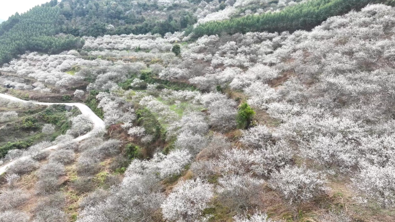 广西大新：万亩青梅花开 南方“雪景”大片上线_fororder_图片1