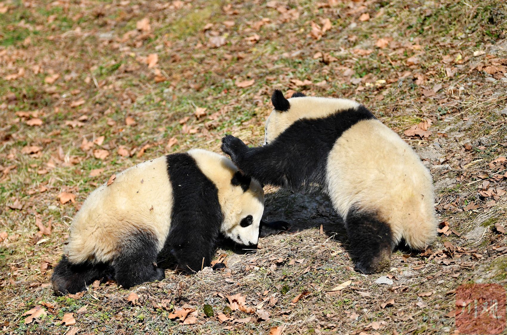 （转载）四川卧龙：冬日暖阳里大熊猫萌态十足惹人爱