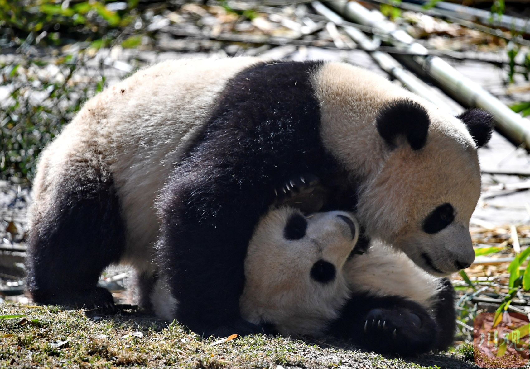 （转载）四川卧龙：冬日暖阳里大熊猫萌态十足惹人爱