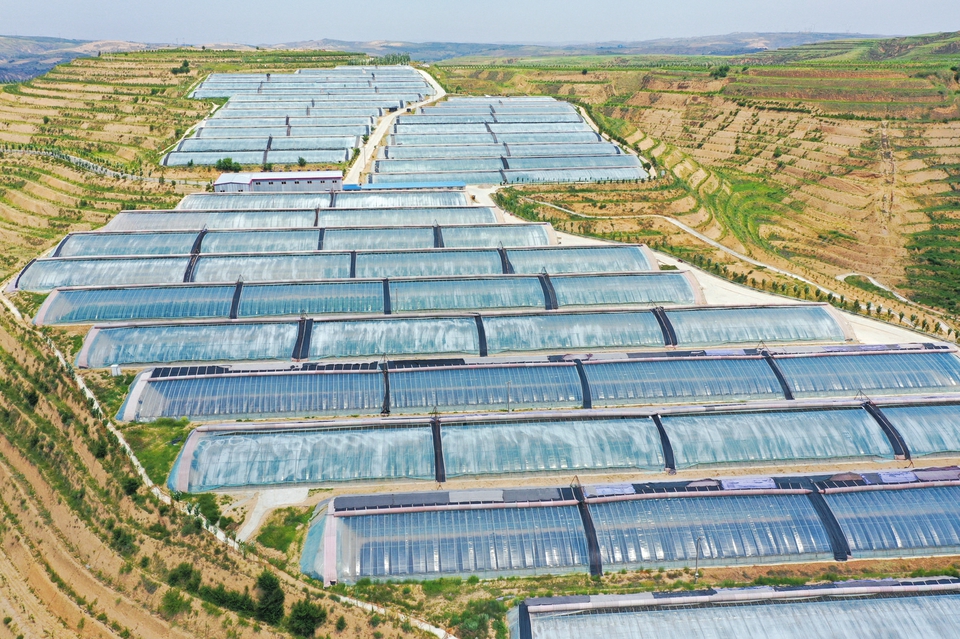 百十户山村打造出千万级产业 ——河曲县榆岭窊村的产业振兴实践_fororder_4ae30f088a9053dbec288209acca9742