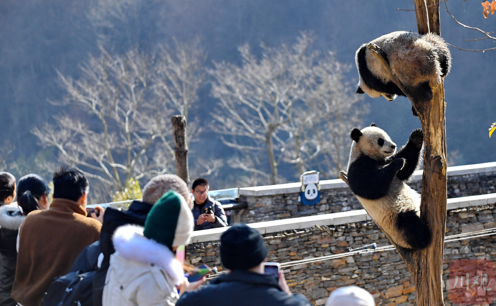 （转载）四川卧龙：冬日暖阳里大熊猫萌态十足惹人爱