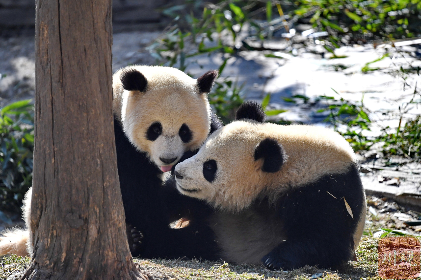 （转载）四川卧龙：冬日暖阳里大熊猫萌态十足惹人爱