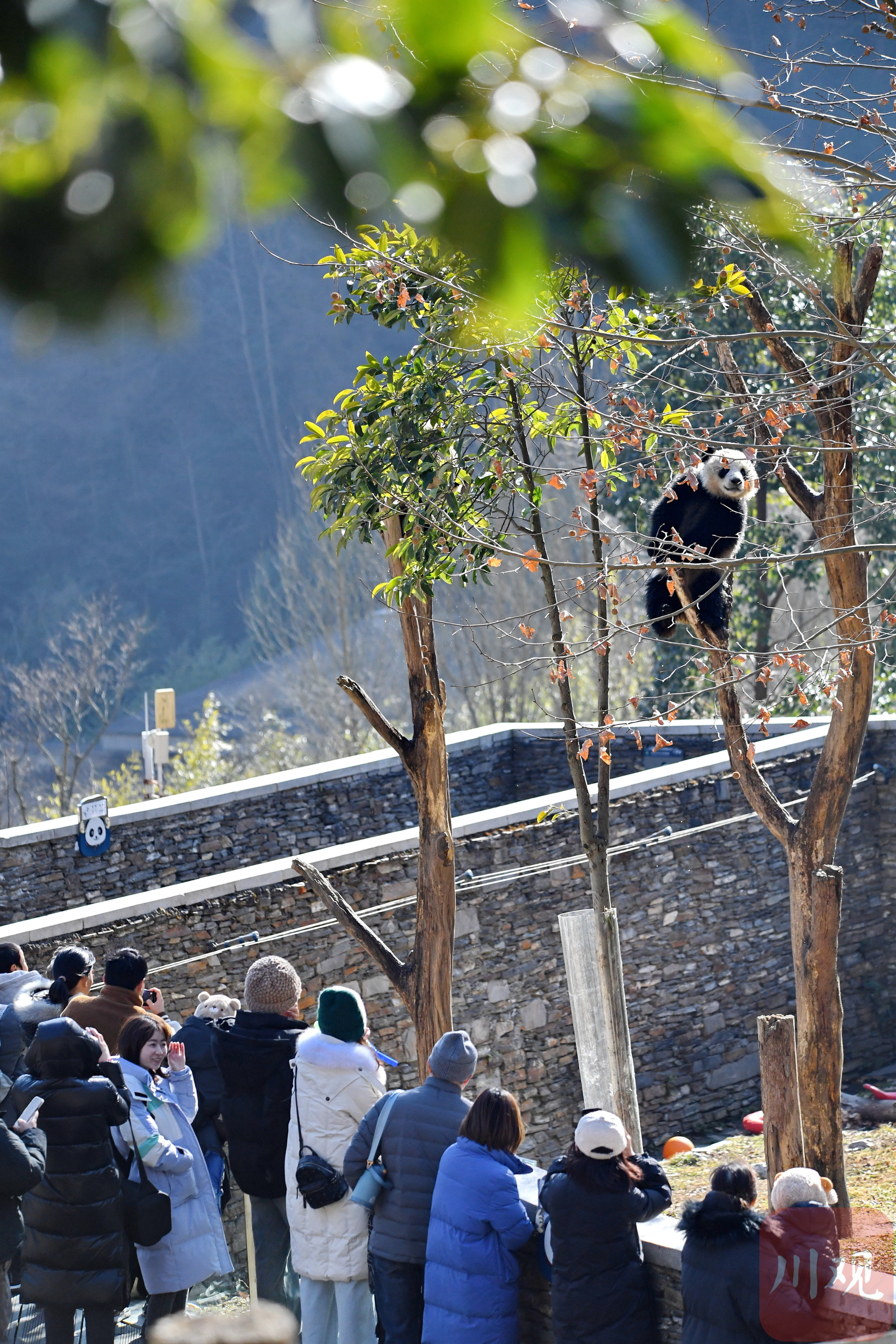 （转载）四川卧龙：冬日暖阳里大熊猫萌态十足惹人爱