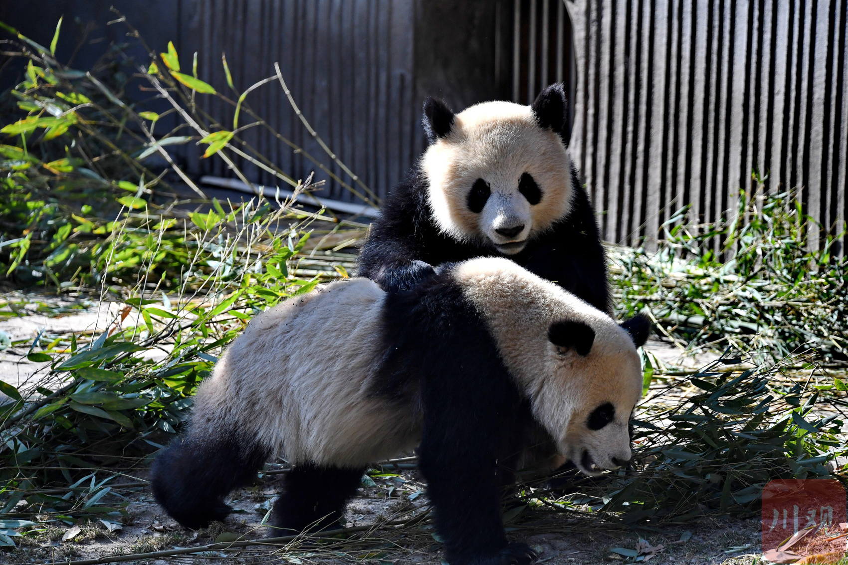 （转载）四川卧龙：冬日暖阳里大熊猫萌态十足惹人爱