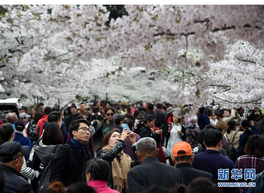 青岛中山公园樱花醉游人
