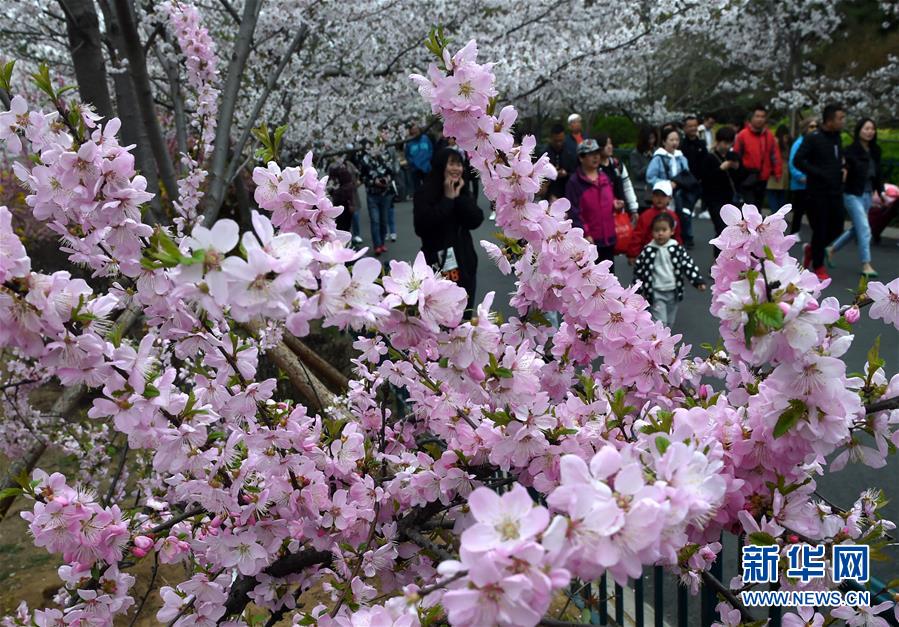 青岛中山公园樱花醉游人