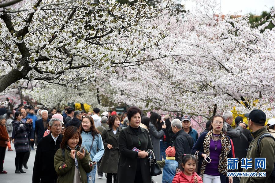 青岛中山公园樱花醉游人