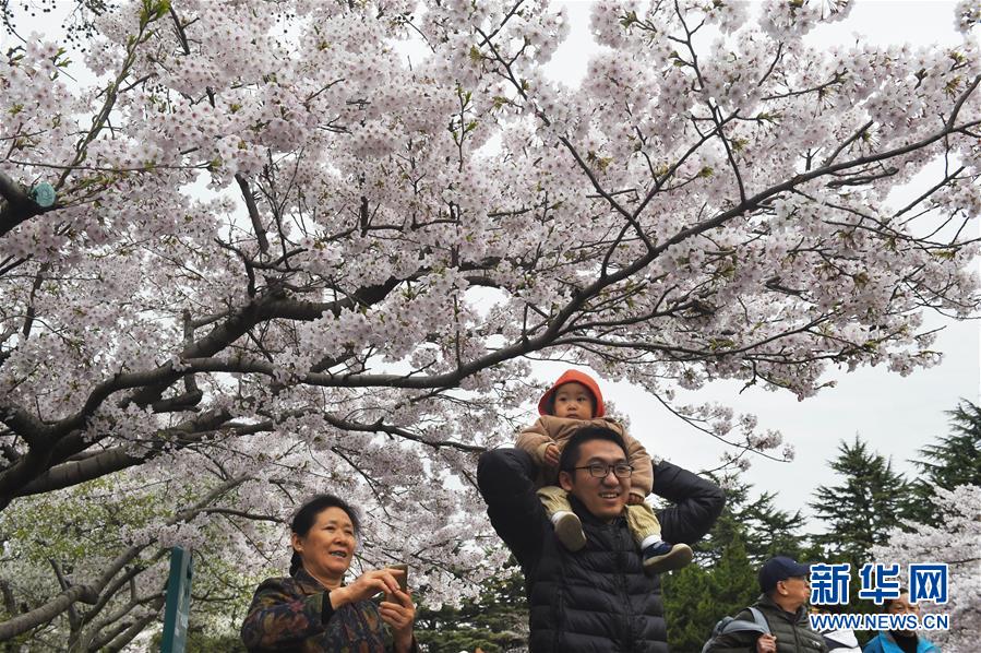 青岛中山公园樱花醉游人