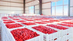 龙江蔓越莓“回抱”广西砂糖橘 10万盒蔓越莓从东极抚远发往南宁