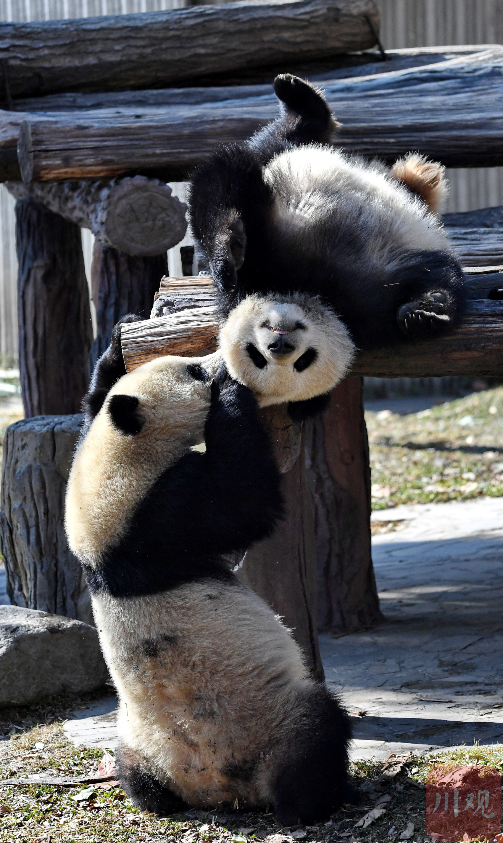 （转载）四川卧龙：冬日暖阳里大熊猫萌态十足惹人爱
