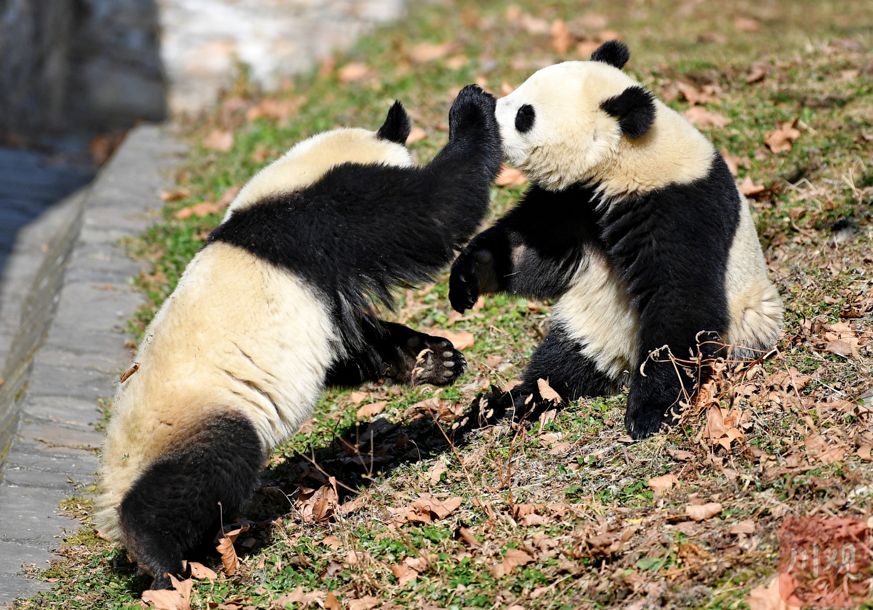 （转载）四川卧龙：冬日暖阳里大熊猫萌态十足惹人爱