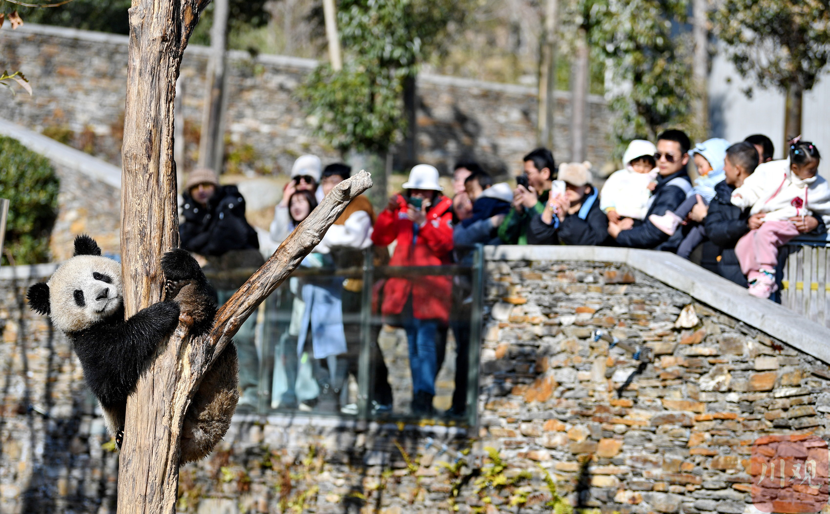 （转载）四川卧龙：冬日暖阳里大熊猫萌态十足惹人爱