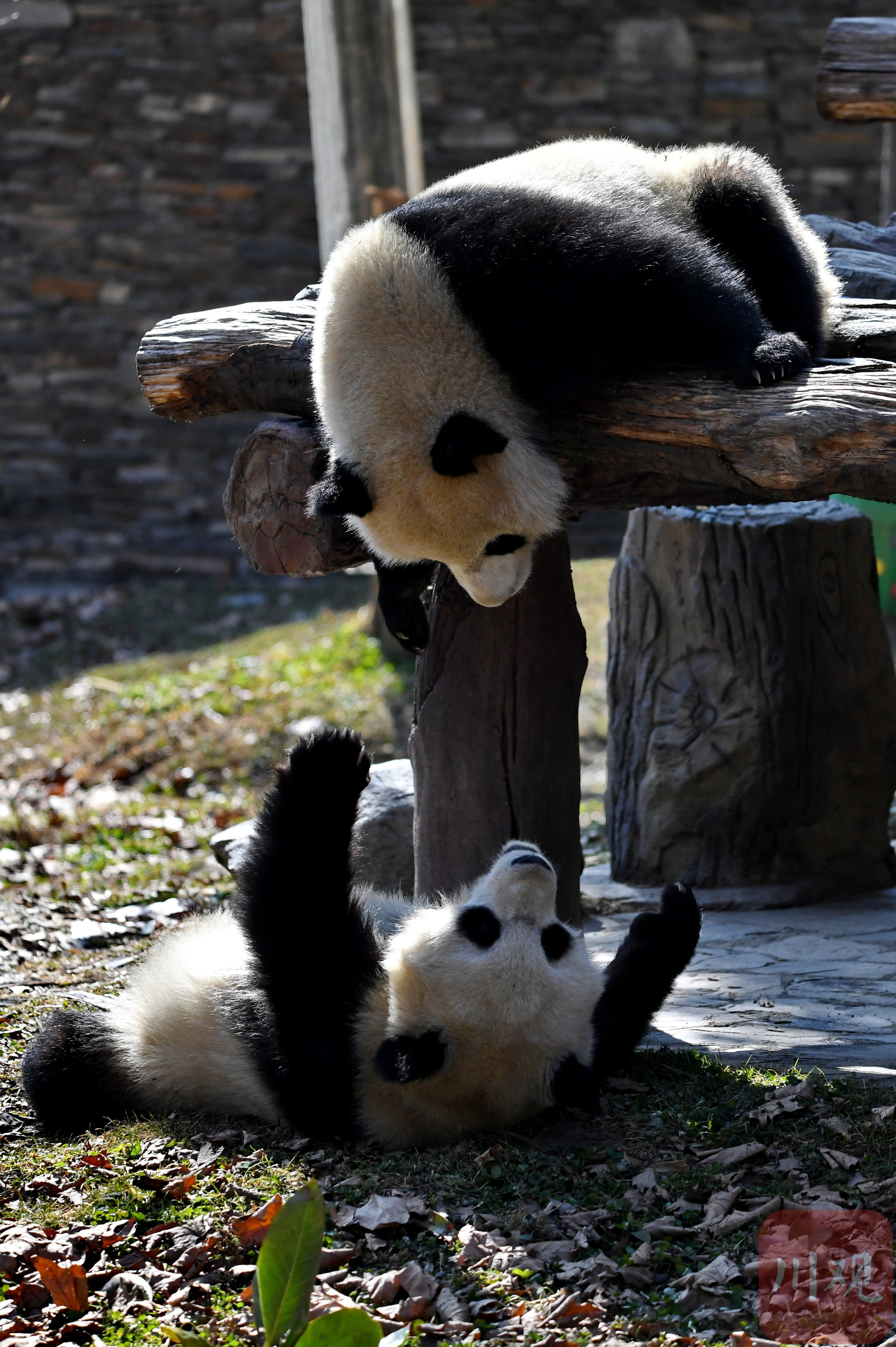 （转载）四川卧龙：冬日暖阳里大熊猫萌态十足惹人爱
